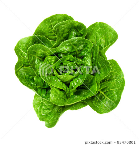 Fresh and green Romaine lettuce heart, from above. Also cos lettuce, a tall lettuce head of sturdy dark green leaves with firm ribs down the center. Lactuca sativa longifolia. Isolated, food photo. 95470801