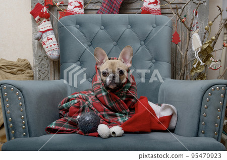 A dog of the French Bulldog breed, comfortably wrapped in a warm blanket, sits in an armchair in the living room among the festive interior. The dog celebrates Christmas and New Year. A dog of the French Bulldog breed, comfortably wrapped in a warm blanket, sits in an armchair in the living room among the festive interior. The dog celebrates Christmas and New Year. 95470923