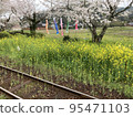 Spring, train tracks, rape blossoms, cherry blossoms 95471103