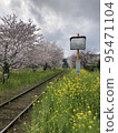 Canola flowers and cherry blossoms along the railroad tracks 95471104
