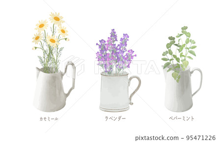 Aromatic plants in a pitcher, essential oils & aroma, chamomile, lavender, peppermint Aromatic plants in a pitcher, essential oils & aroma, chamomile, lavender, peppermint 95471226