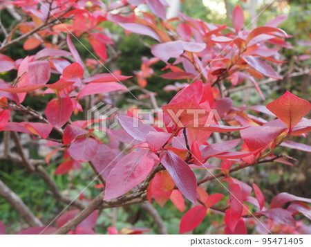 彩色藍莓樹葉 彩色藍莓樹葉 95471405