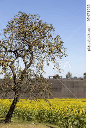 Persimmon trees and sunflower fields at Shimabara Hibariyama Flower Park Persimmon trees and sunflower fields at Shimabara Hibariyama Flower Park 95471963