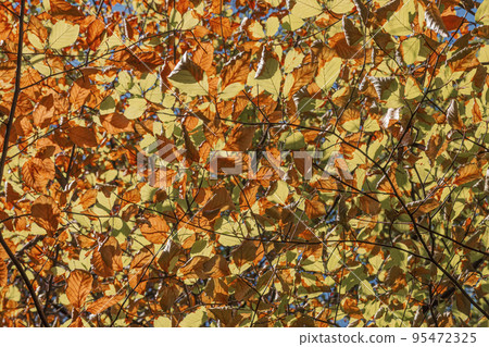 Leaves turn yellow in the upcoming autumn. Leaves turn yellow in the upcoming autumn. 95472325