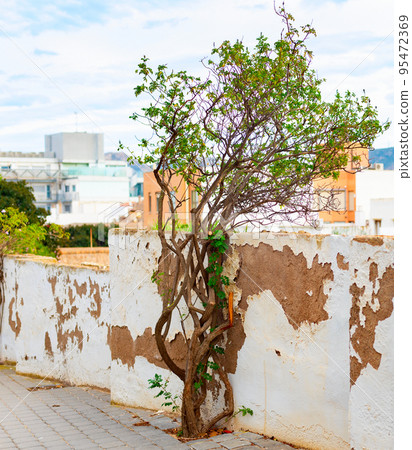 Tree  fence cityscape Cartagena Spain 95472369