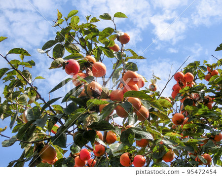 Persimmon tree, a roadside tree with ripe fruit Persimmon tree, a roadside tree with ripe fruit 95472454
