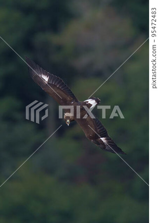 young golden eagle young golden eagle 95472483