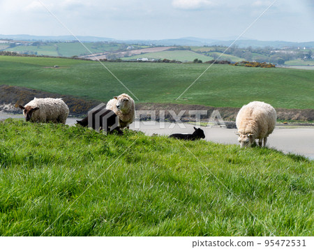 Sheep graze. A few sheep in a pasture. Free grazing. Agricultural landscape. White sheep on grass field Sheep graze. A few sheep in a pasture. Free grazing. Agricultural landscape. White sheep on grass field 95472531