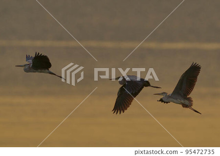 Gray heron Gray heron 95472735