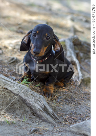 Cute and shy wire-haired miniature dachshund puppy posing for the photographer Cute and shy wire-haired miniature dachshund puppy posing for the photographer 95472769