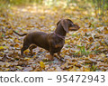 dog breed dachshund mini coffee color for a walk in the autumn park 95472943