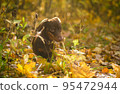 dog breed dachshund mini coffee color for a walk in the autumn park 95472944