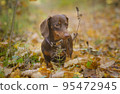 dog breed dachshund mini coffee color for a walk in the autumn park 95472945