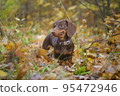 dog breed dachshund mini coffee color for a walk in the autumn park 95472946