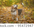 Beagle dog on a walk in the autumn Park 95472947