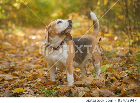 Beagle dog on a walk in the autumn Park Beagle dog on a walk in the autumn Park 95472947
