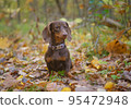dog breed dachshund mini coffee color for a walk in the autumn park 95472948