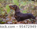 dog breed dachshund mini coffee color for a walk in the autumn park 95472949