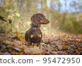 dog breed dachshund mini coffee color for a walk in the autumn park 95472950