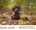 dog breed dachshund mini coffee color for a walk in the autumn park 95472951