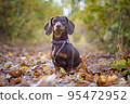 dog breed dachshund mini coffee color for a walk in the autumn park 95472952