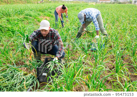 Man horticulturist picking harvest of garlic in garden Man horticulturist picking harvest of garlic in garden 95473153
