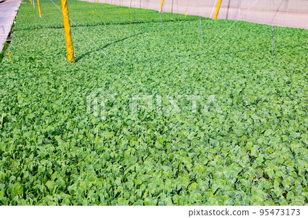 Green cabbage seedling field in greenhouse. Concept planting vegetables 95473173