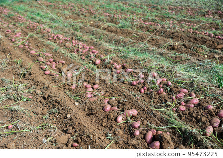 Ripe large potatoes dug in the farm field on sunny day Ripe large potatoes dug in the farm field on sunny day 95473225