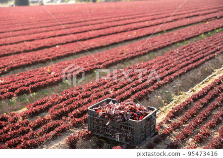 Fresh red lettuce on plantation during harvest Fresh red lettuce on plantation during harvest 95473416