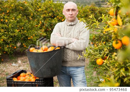 Man in sweater harvesting tangerines Man in sweater harvesting tangerines 95473468