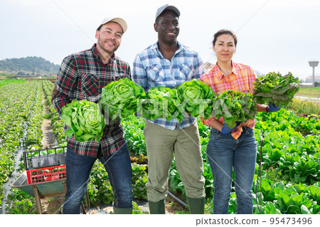 Cheerful farmers posing on leaf vegetables field 95473496
