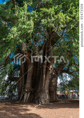 Sabin ancient tree at Santa Maria del Tule, Oaxaca, Mexico Sabin ancient tree at Santa Maria del Tule, Oaxaca, Mexico 95473509