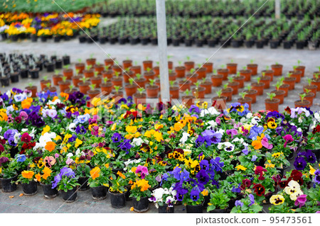 View blooming pansies growing in pots 95473561