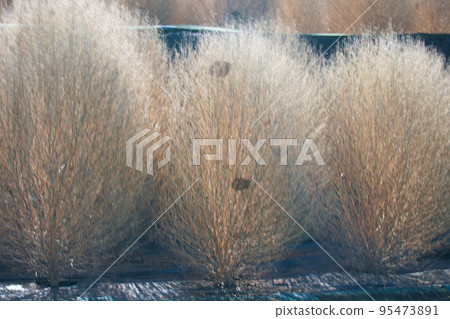 死了Kokia 95473891