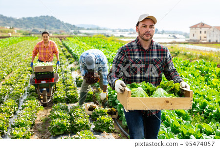 Seasonal worker carrying crate with harvested lettuce in farm field 95474057