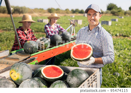 Portrait of positive male farmer with watermelon in his hands against the background of conveyor for harvesting watermelons in field Portrait of positive male farmer with watermelon in his hands against the background of conveyor for harvesting watermelons in field 95474115