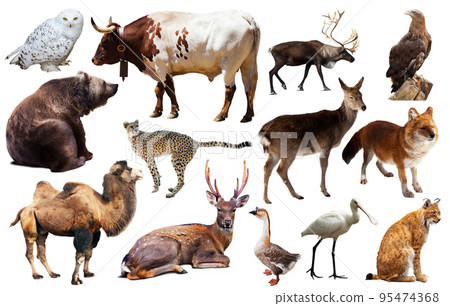 asia animals isolated asia animals isolated 95474368