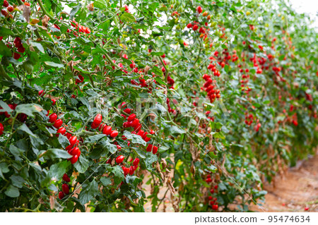Red grape tomatoes ripening on bushes in greenhouse 95474634