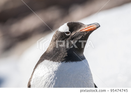 Gentoo Penguin, Antartica 95474745