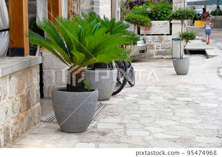 Palm trees in gray containers. Pots with large green palm trees stands at entrance to a private cafe. Design of exterior of building. Cycas revoluta. 95474968