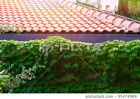 Parthenocissus plants. Climbing plants in Landscape Design. Green leaves of the wild grapes on brick fence near house. Sunny summer day. Parthenocissus plants. Climbing plants in Landscape Design. Green leaves of the wild grapes on brick fence near house. Sunny summer day. 95474969