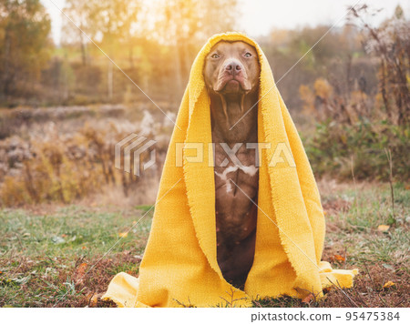 Lovable dog sitting on the grass. Autumn Lovable dog sitting on the grass. Autumn 95475384