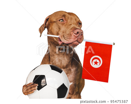 Charming, adorable puppy, holding national flag. Close-up Charming, adorable puppy, holding national flag. Close-up 95475387