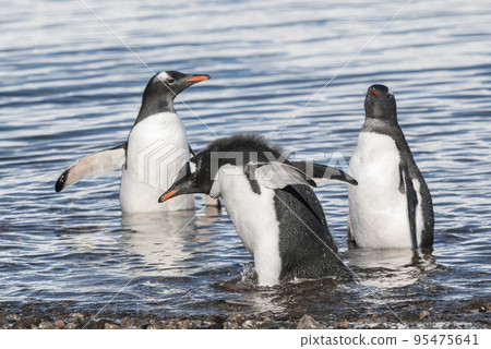 Gentoo Penguin, Neko harbour,Antartica 95475641
