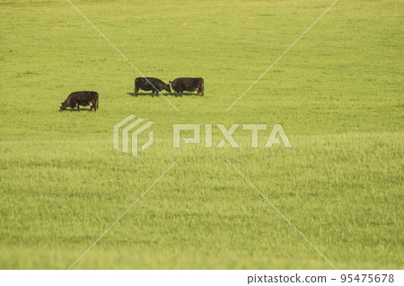 Steers grazing on the Pampas plain, Argentina Steers grazing on the Pampas plain, Argentina 95475678