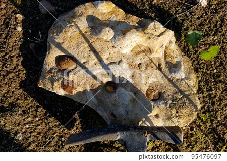 Tile with fossil brachiopods found in a sand pit, fossil search Tile with fossil brachiopods found in a sand pit, fossil search 95476097