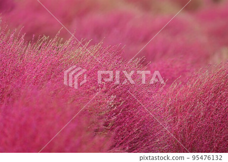 Next to Kochia close-up photo 95476132