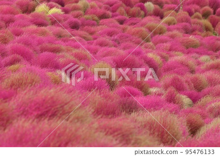Kokia Hill 95476133