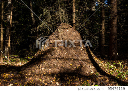 A large tall anthill of spruce needles in a dense coniferous forest A large tall anthill of spruce needles in a dense coniferous forest 95476139