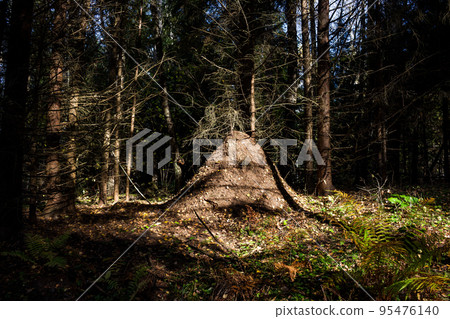 A large tall anthill of spruce needles in a dense coniferous forest A large tall anthill of spruce needles in a dense coniferous forest 95476140